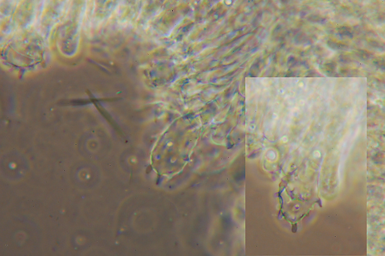 Miniera di Gambatesa 39